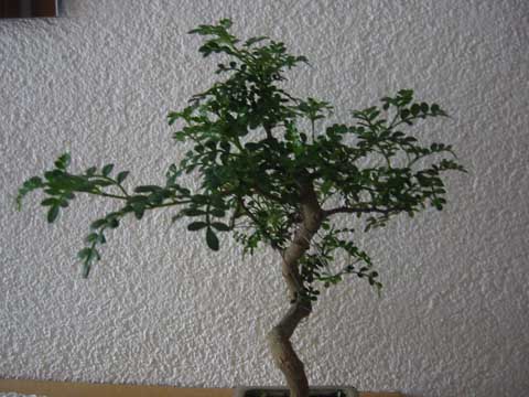IMG_3484.JPG