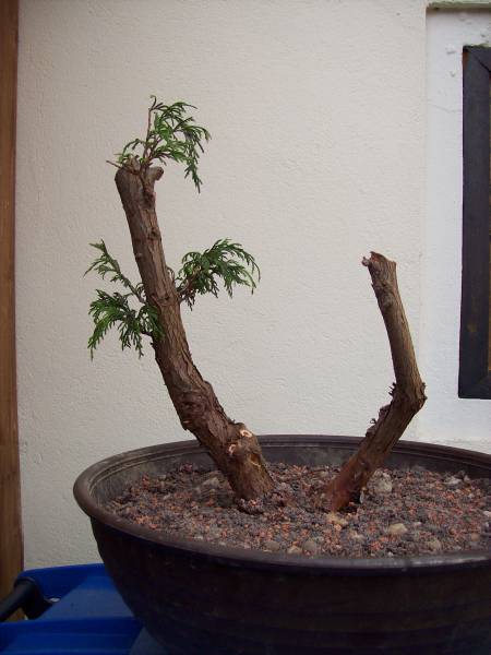 Thuja_05052008_01.jpg
