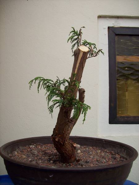 Thuja_05052008_02.jpg
