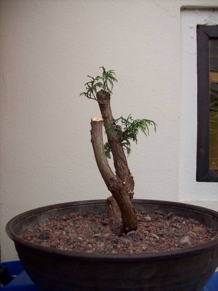 Thuja_05052008_04.jpg