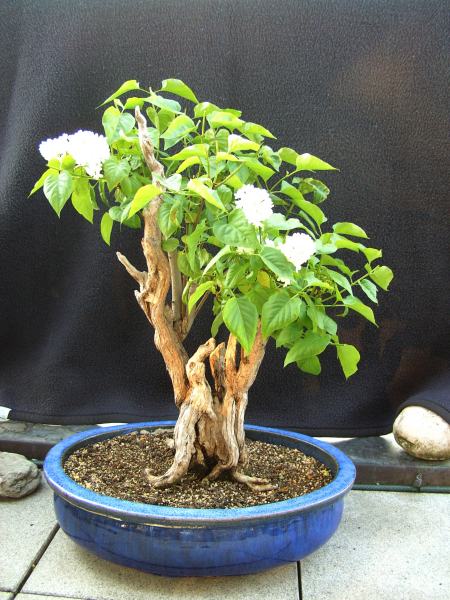 Flieder_2008_04_b.JPG