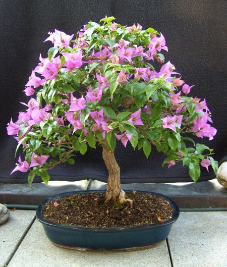 Bougainvillea_2008_04_b.JPG