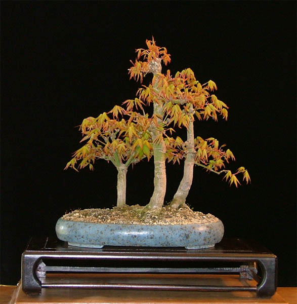 Acer palmatum, Schale Erwin