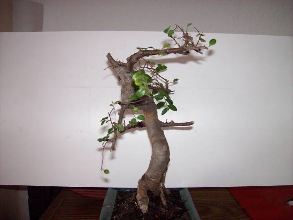 Ulme_08052008_04.jpg