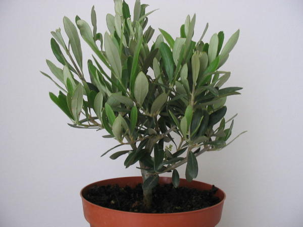 Olive2.JPG