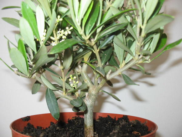 Olive1.JPG