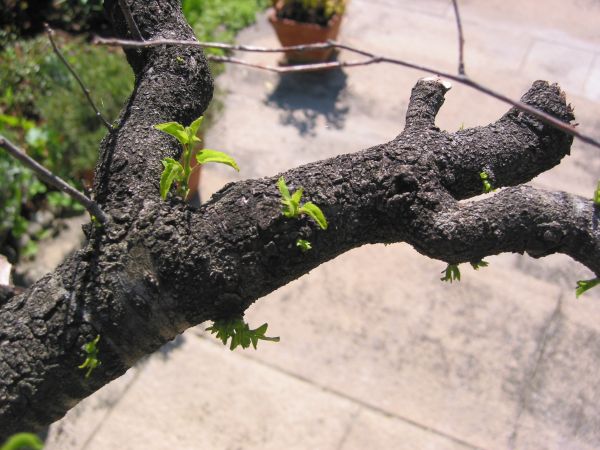 Prunus Mahaleb Detail 146-4631_IMG.JPG
