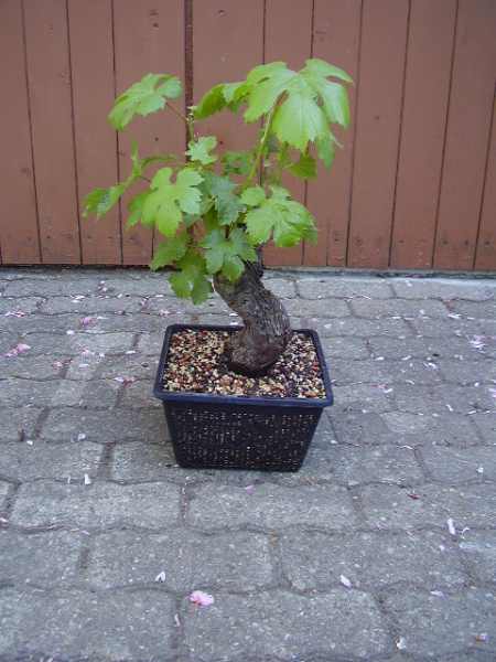 Vitis2.jpg