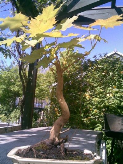 baum2.jpg