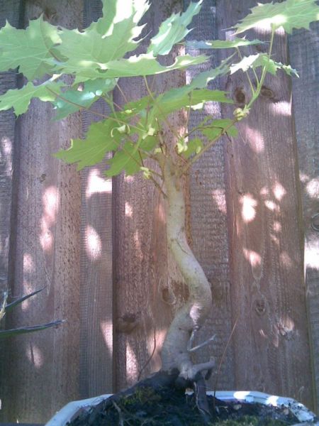 baum4.jpg