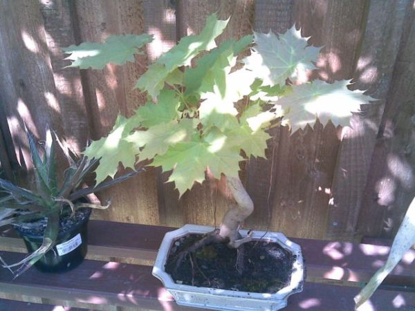 baum3.jpg