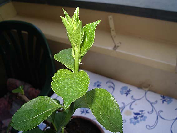 unbekannter_baum_3.jpg