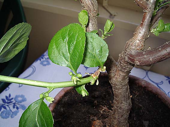 unbekannter_baum.jpg