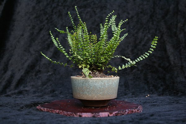 Rotes Frauenhaar
