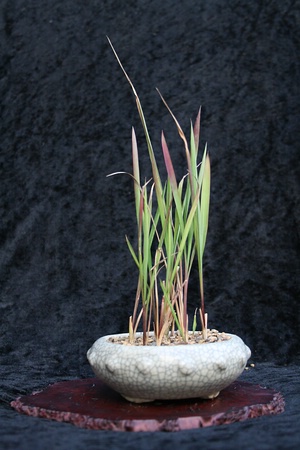 Blutgrass
