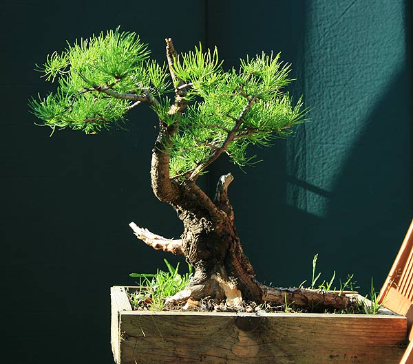 larix_g_1_650.jpg