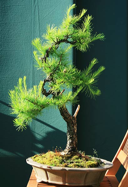 larix_g2_600.jpg