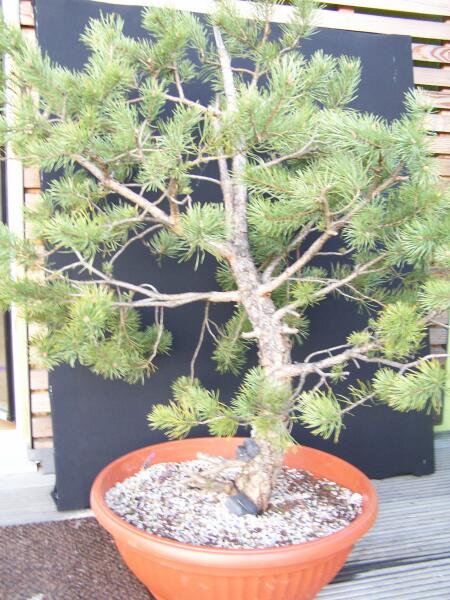 sylvestris 6, höhe noch 90 cm, stamm 11 cm