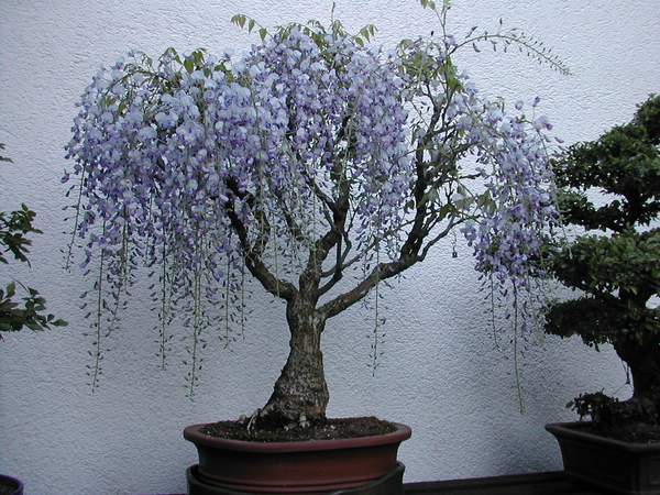 comp_blau1051.jpg