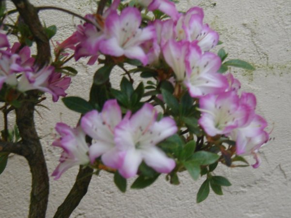 Azalee-Blüte1-Forum.jpg