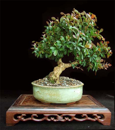 berberis.jpg