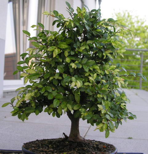 PICT0176.jpg