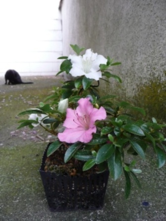 Rhodod.indicum Kaho kompr..JPG