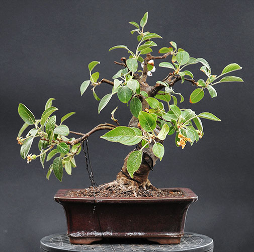 schmieda_malus_0508_4.jpg