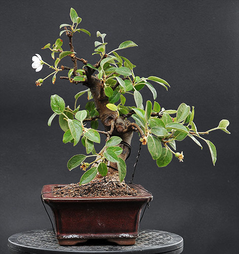 schmieda_malus_0508_3.jpg