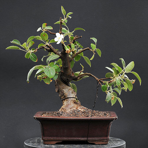 schmieda_malus_0508_2.jpg