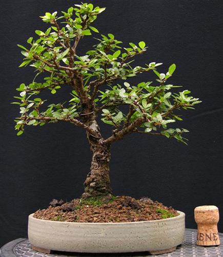 Zelkova nire.JPG