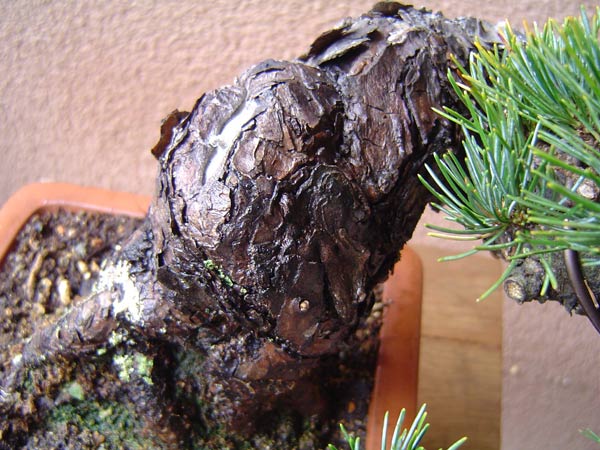 Mädchenkiefer_detail.jpg