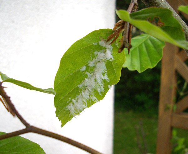Schädling Bild 2 etwas seitlich