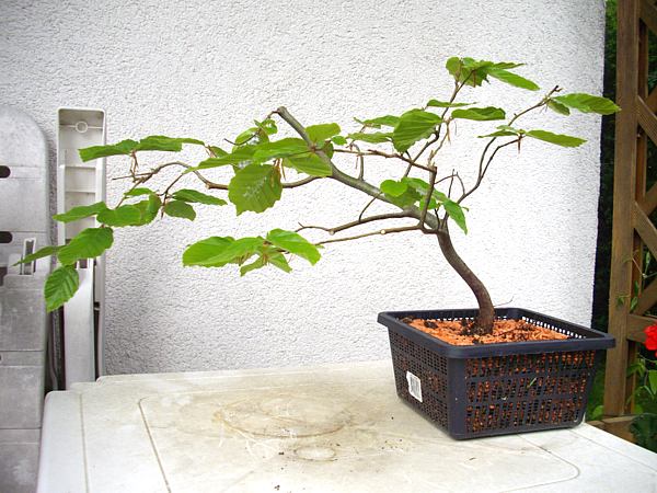 buche 1