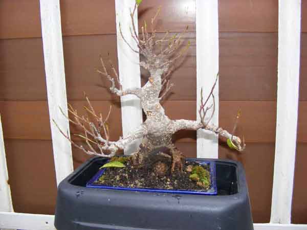 bonsai3.jpg
