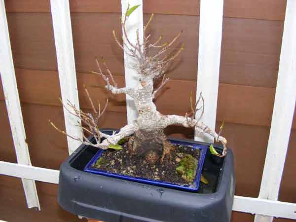 bonsai2.jpg