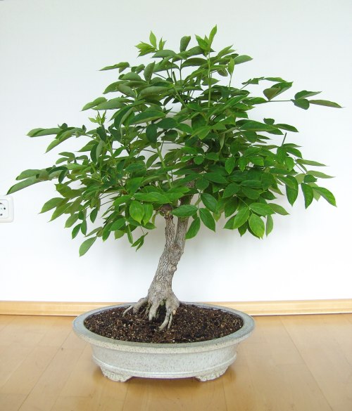 Baumhöhe 64 cm