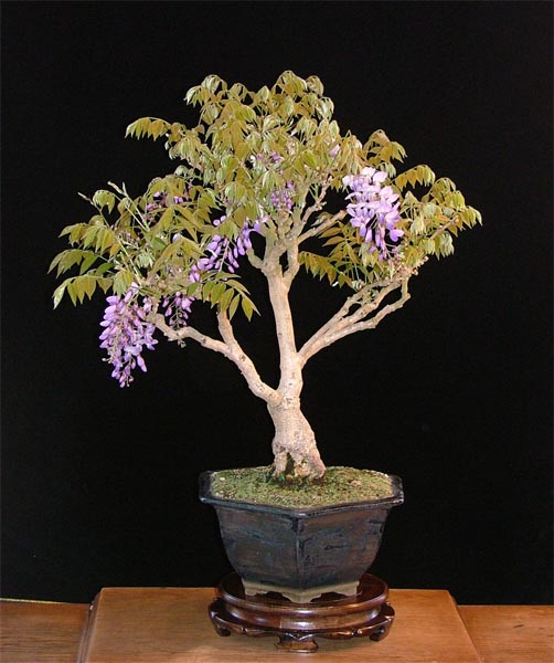 Blauregen (Wisteria sinensis), Schale von Erwin