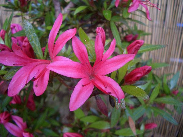 Satsuki Hikorin Blüte.JPG