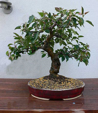 20080523_malus_herbi.jpg