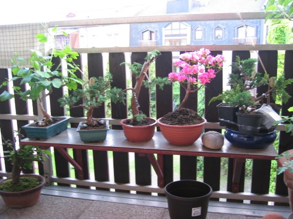 bonsai 011.jpg