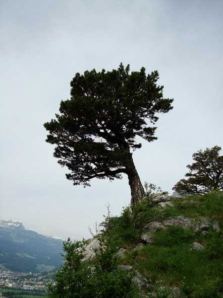 Waldkiefer