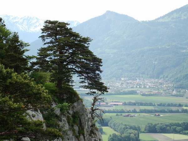 Waldkiefer