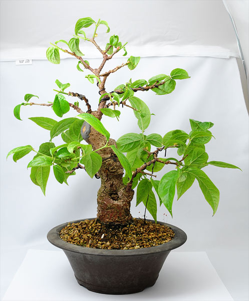 cornus_schmieda_0508.jpg
