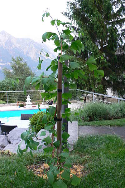 Ginko neu.jpg