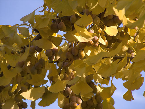 ginkgofruechte_camaju.jpg