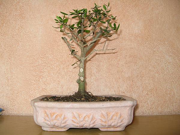 comp_IMG_3073.jpg