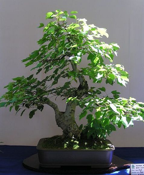 Koreanischer Ahorn
