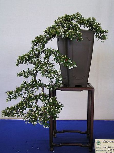 Cotoneaster