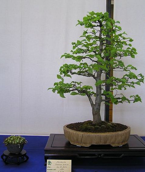 Hainbuche